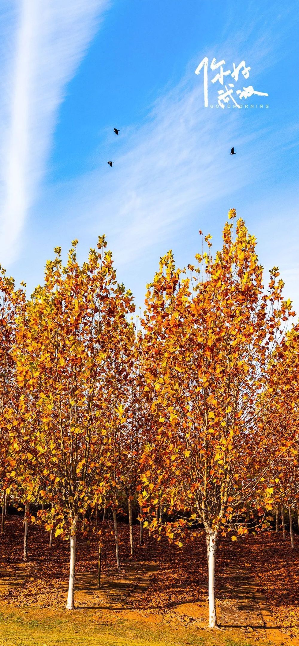 你好武汉暖冬的梧桐