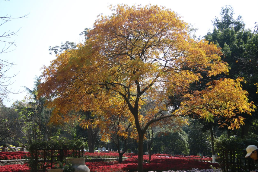 无患子(张莉俊 拍摄)悬铃木(林克杰 拍摄)彩叶植物不同颜色的秘密现