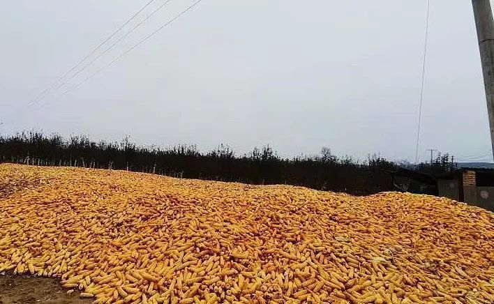 奋进新征程建功新时代万亩玉米大丰收遍地金黄收割忙