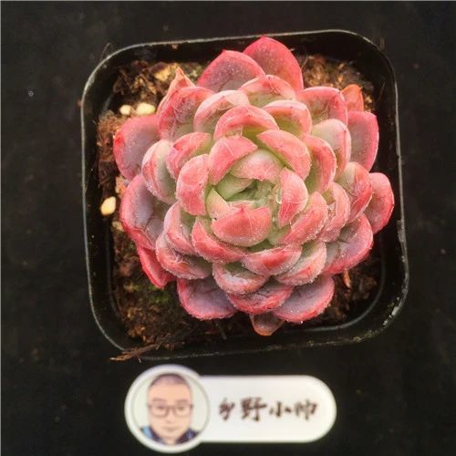 麦当娜双头多肉植物麦当娜喜欢光照充足,凉爽的气候,15到25度是生长