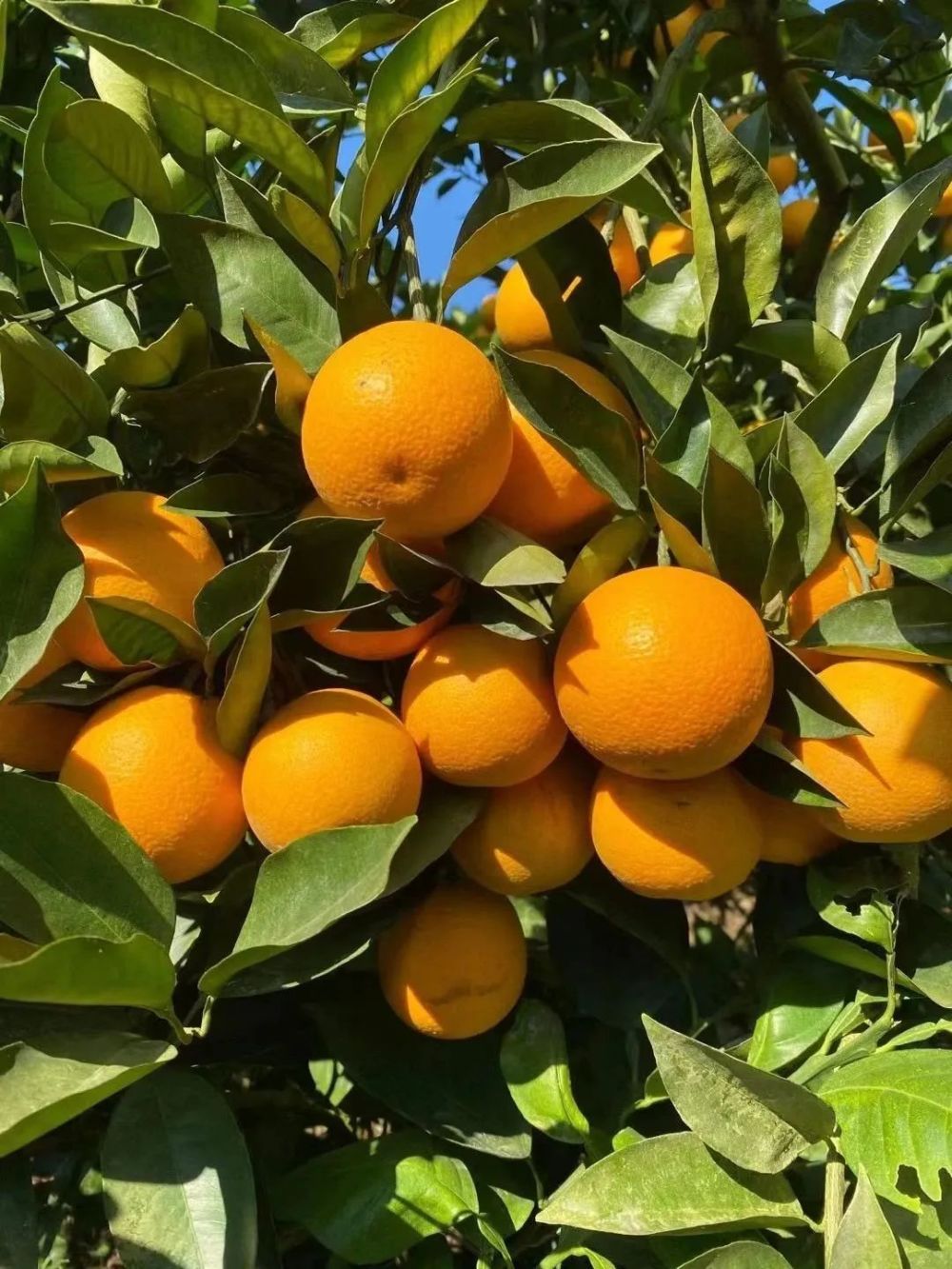 皮薄多汁,果肉香甜的罗甸脐橙不来试试?_腾讯新闻