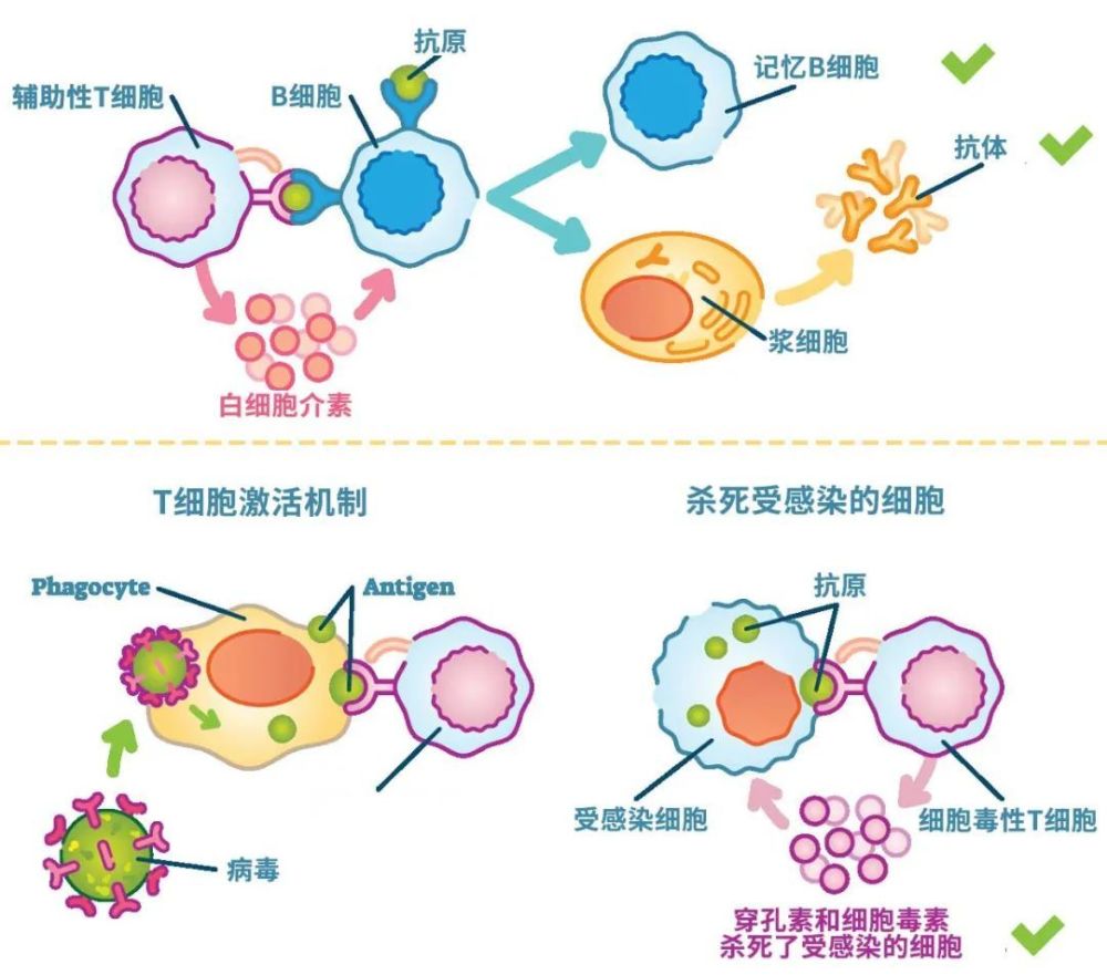 裡分泌抗體的效應b細胞(也叫漿細胞)和記憶b細胞等細胞毒性t細胞(cd8