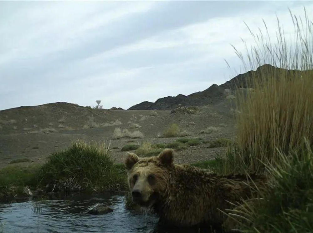 面临物种灭绝风险的戈壁熊由23只增至52只_腾讯新闻