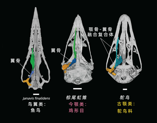进化，反向了？_腾讯新闻