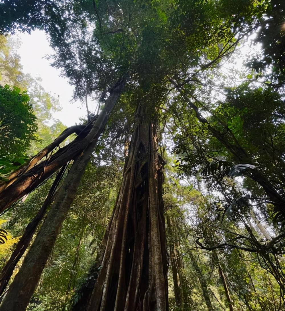 云南真司藤和秦放诸葛亮称它为仙境原始美景却被遗忘