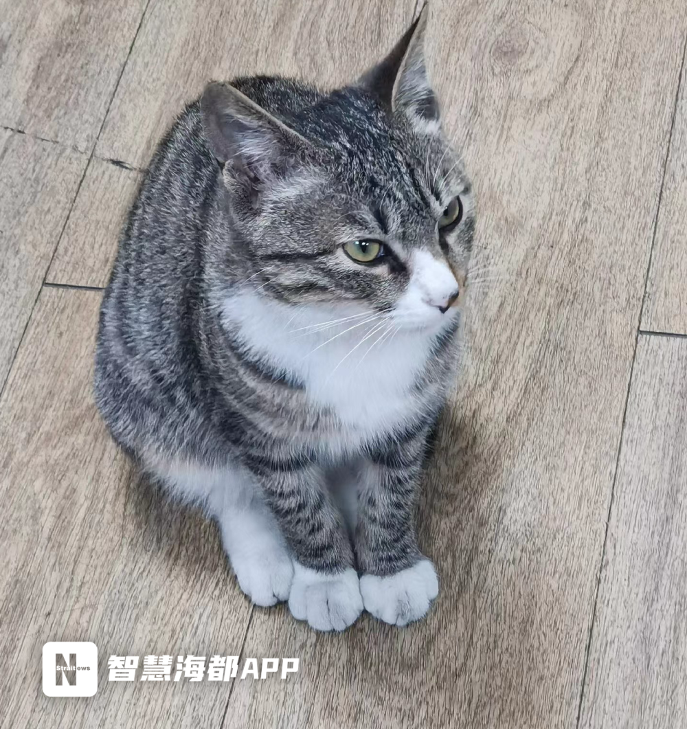 据黄女士介绍,这只小猫是一只白底狸花猫,肚皮和腿部都是白色的,才6个