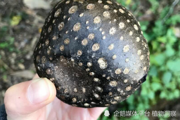 除此之外黄独又叫雷公薯,黄药,零余薯,黄药子等名.