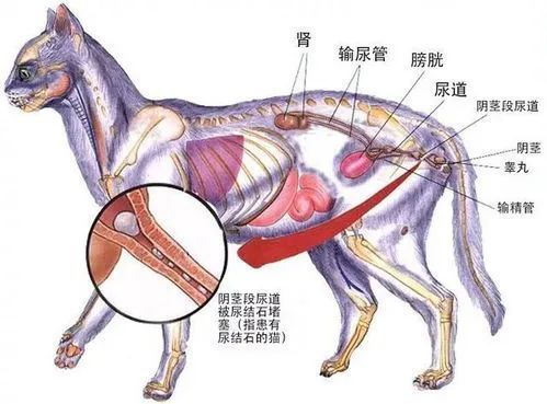 猫咪尿道正常图片图片