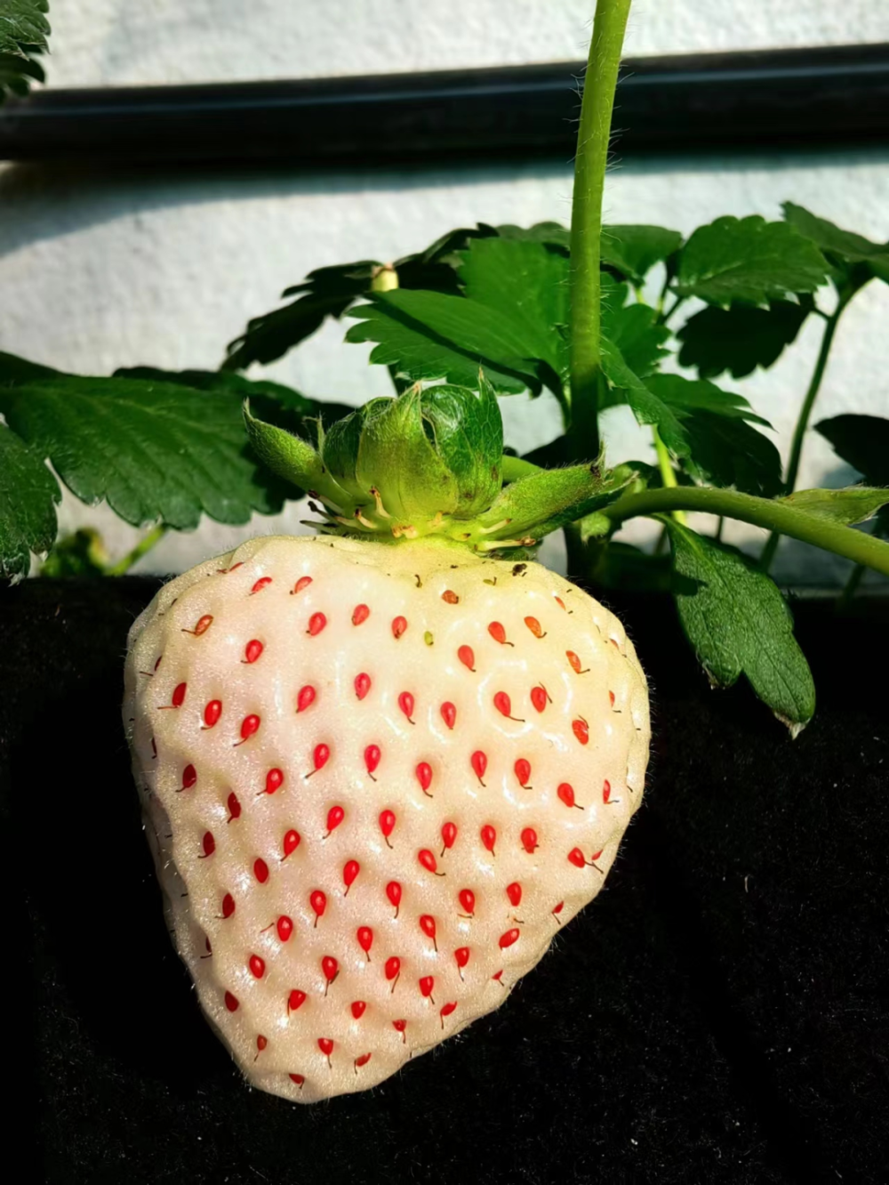 丹东白草莓即将上市!