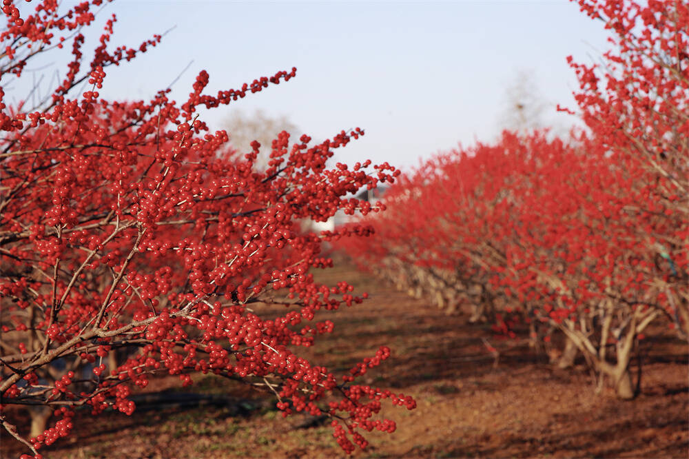 威海这里的北美冬青绚烂挺立_腾讯新闻