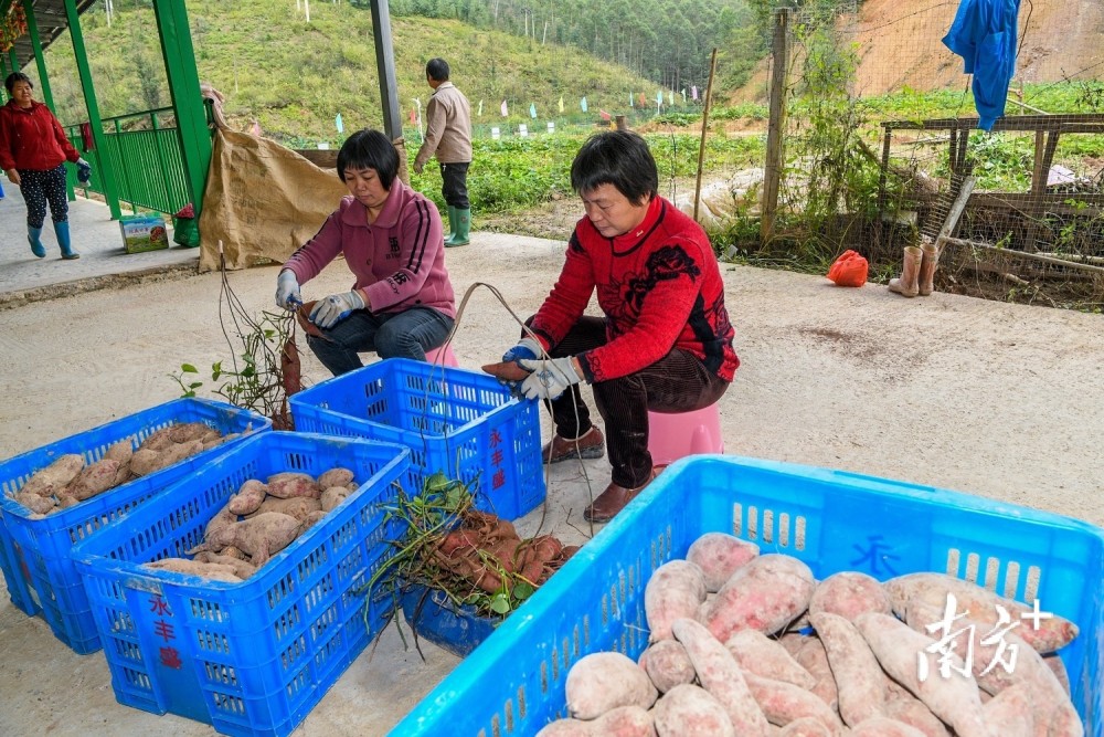 图集梅县区畲江镇乡贤返乡创业撂荒地迎来薯光