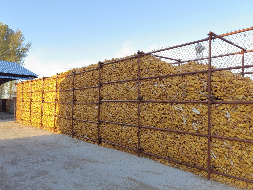 受储粮习惯和储粮条件影响,之前很多东北农民秋收后直接将玉米堆放在