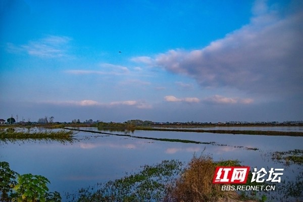 地上有牛羊空中有飞鸟洞庭鱼米乡一派欣欣向荣的好景象