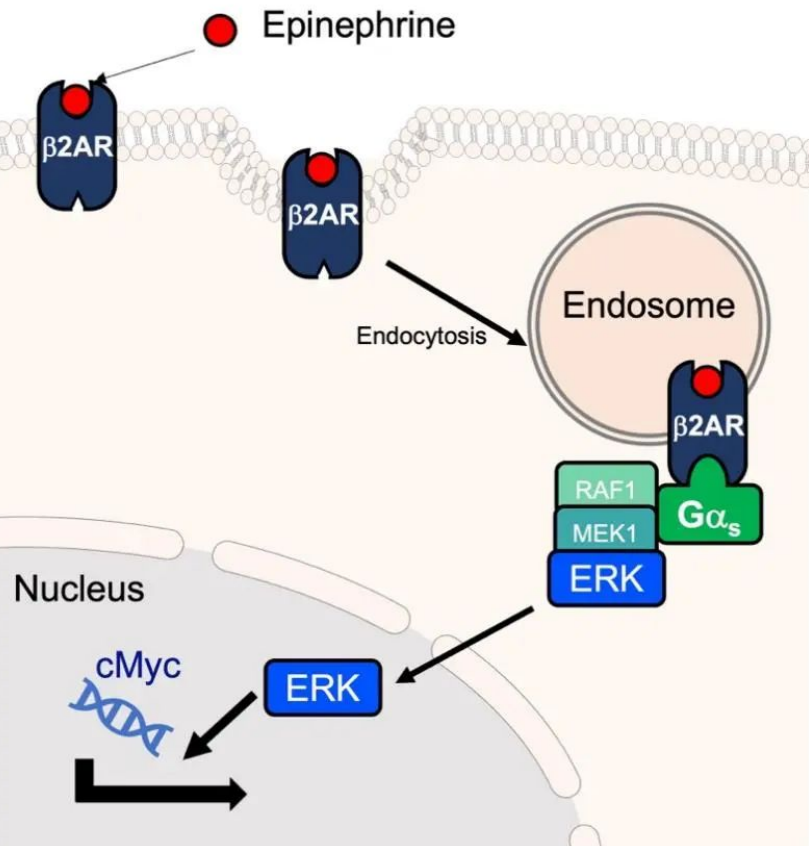 科学家发现新型胞内体机制,将颠覆gpcr介导的信号通路转导的传统认知