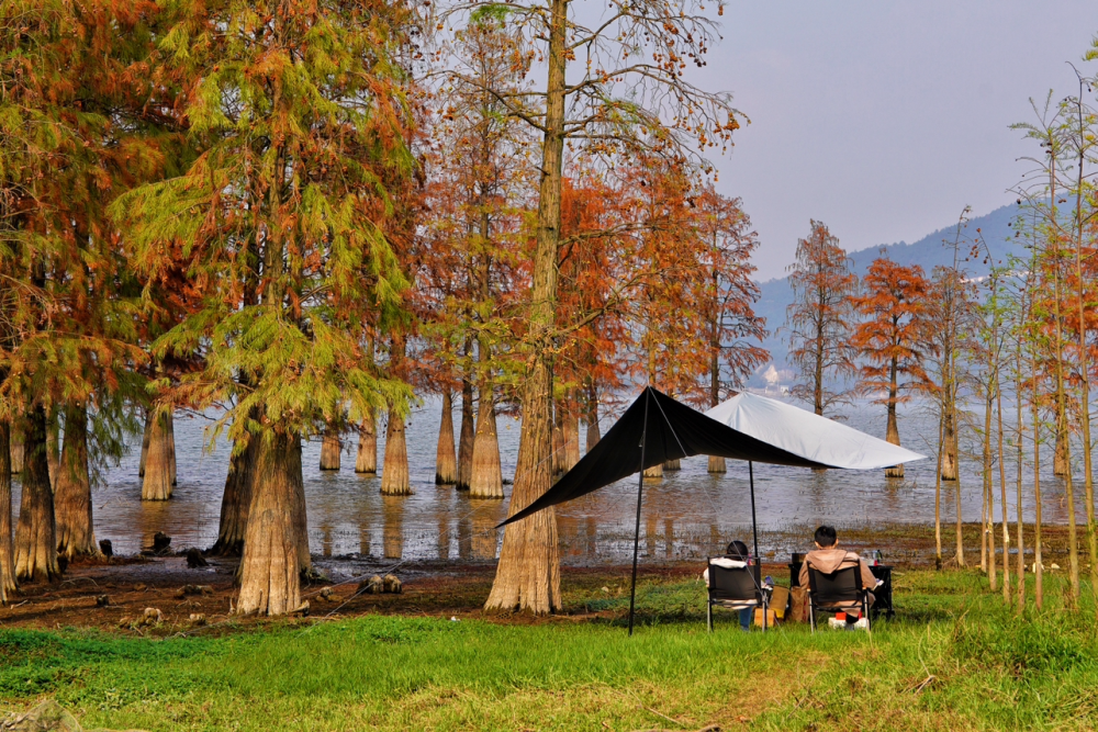 您去过宁波四明湖吗?见过那一片让人心驰神往的水杉林吗?