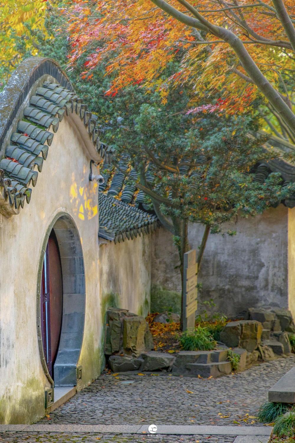 走在苏州虎丘拥翠山庄墙根儿那条小径,红枫"绽放",渐入佳境_腾讯新闻