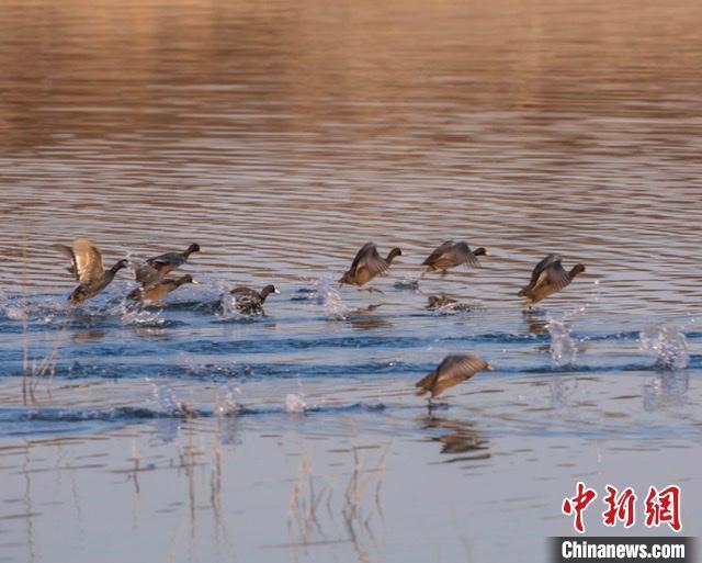 山西上党陶清河湿地迎候鸟越冬盘旋飞舞嬉戏觅食