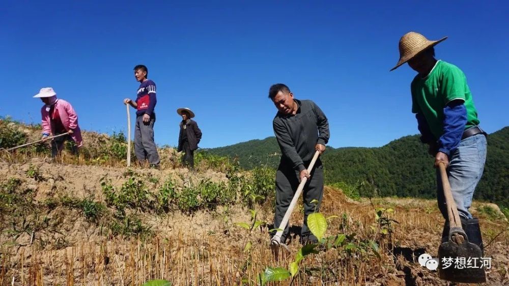 近年来,红河县垤玛乡围绕全面助推乡村产业振兴,深入践行"两山"理论