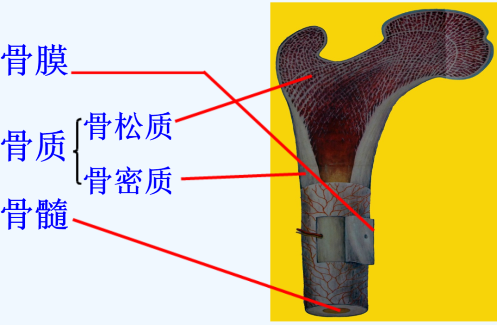 长骨的基本结构包括骨膜,骨质和骨髓三部分.