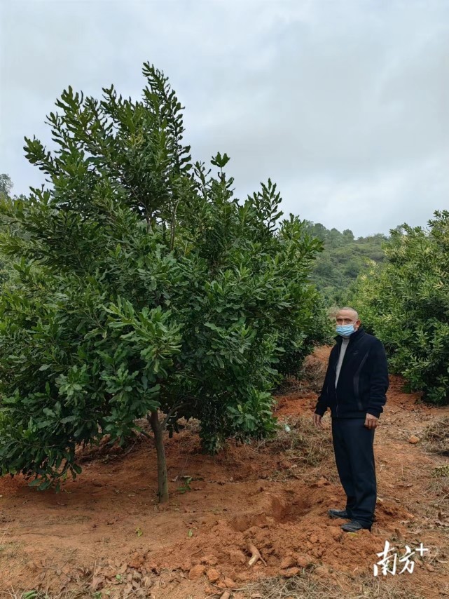 河源首个澳洲坚果种植基地结出10万多斤鲜果