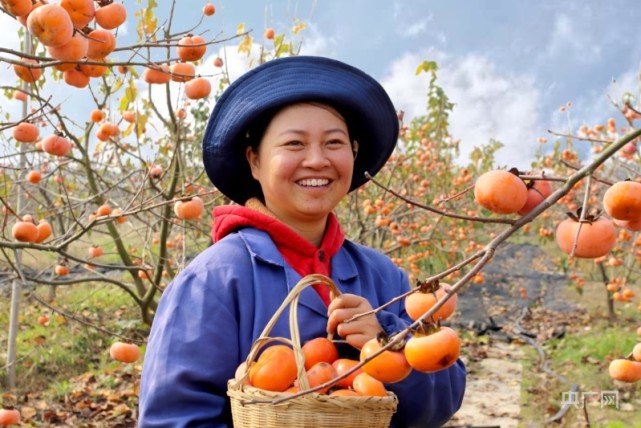 江西萍乡柿子丰收映红了农民的笑脸