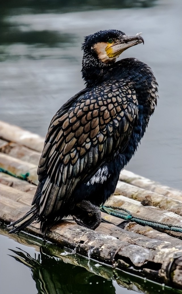 鸬鹚捕鱼效率很高,为什么我国现在禁止使用鸬鹚?有什么危害?