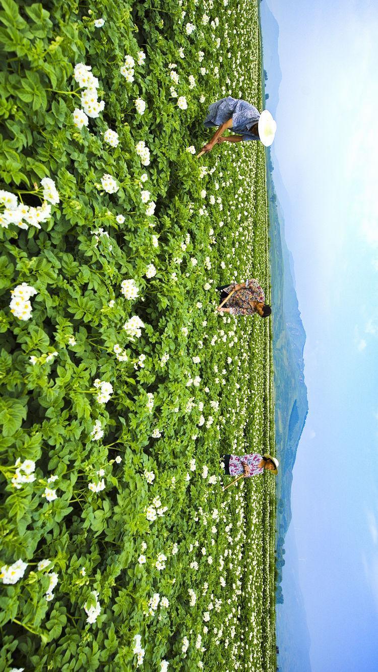 山西康农薯业有限公司(土豆育种)岚县土豆宴 世界主粮,中国味道,岚县