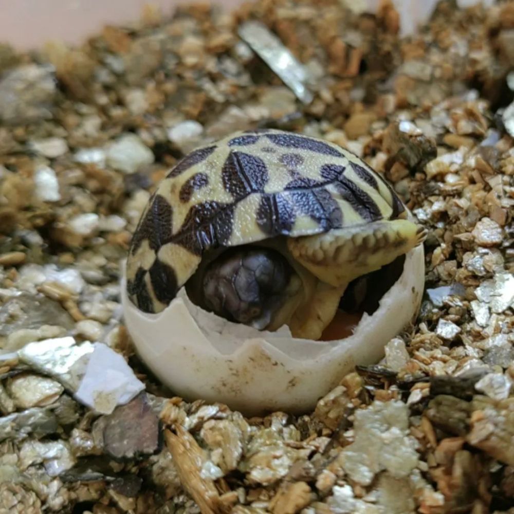 158天的漫长等待,辐射陆龟宝宝出壳纪实～_腾讯新闻