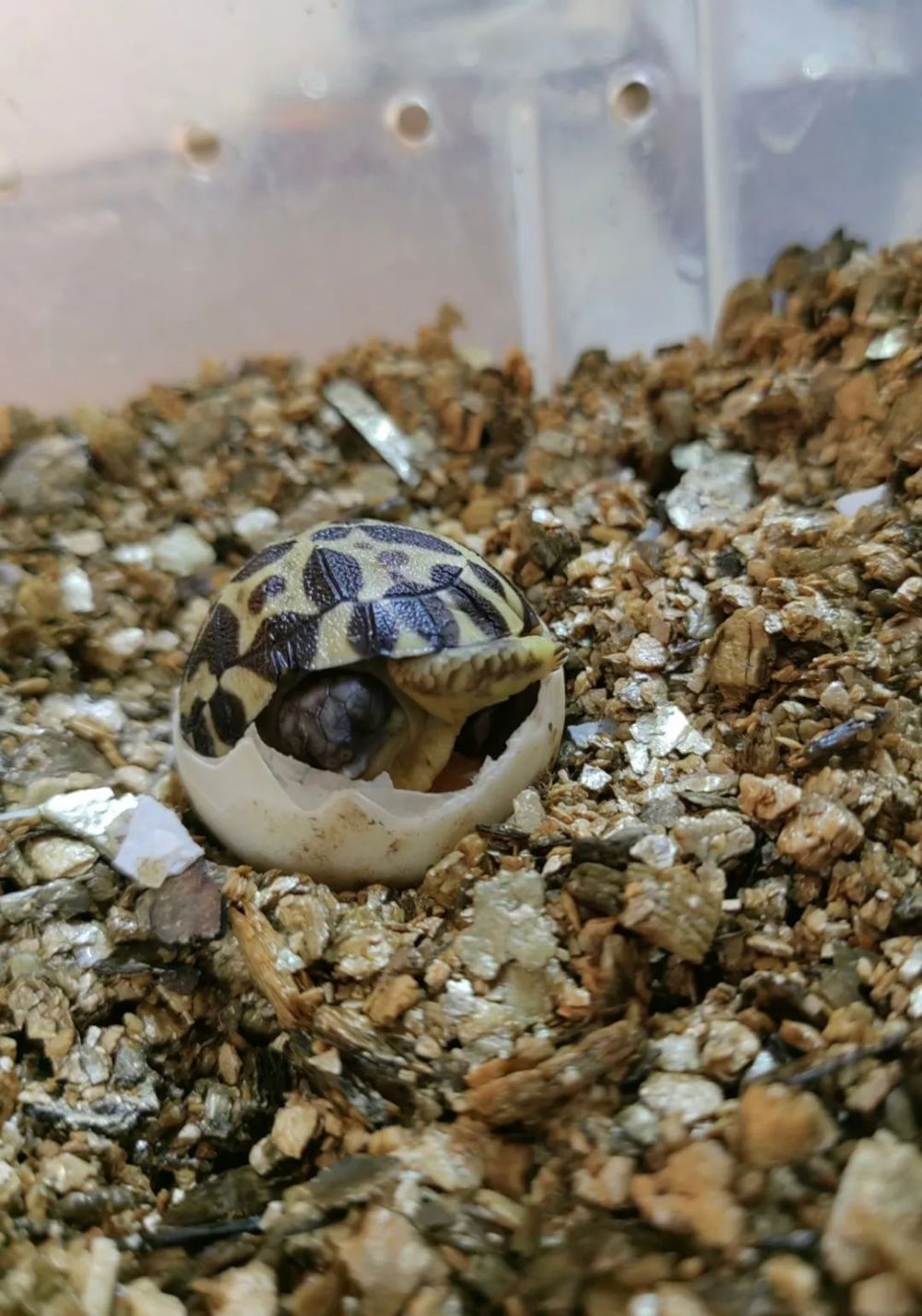 158天的漫长等待,辐射陆龟宝宝出壳纪实～_腾讯新闻