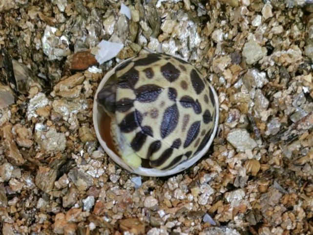 158天的漫长等待,辐射陆龟宝宝出壳纪实