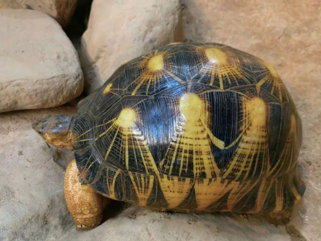 158天的漫长等待,辐射陆龟宝宝出壳纪实