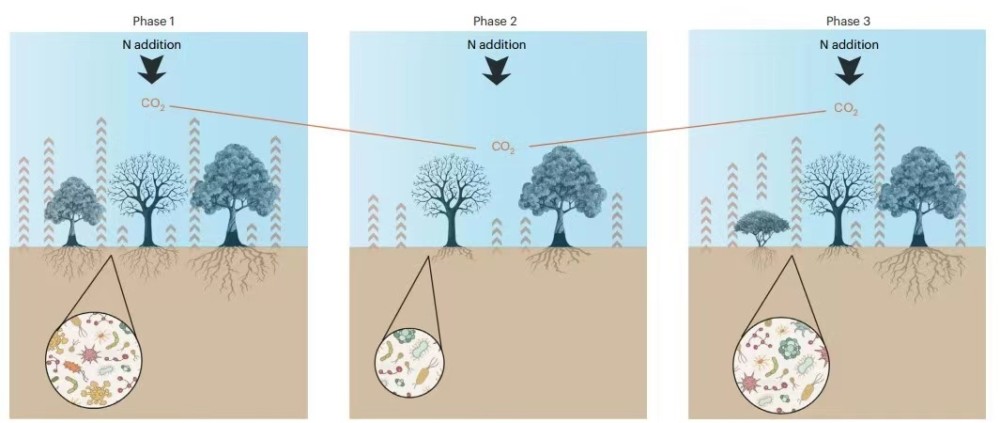长期氮沉降调控热带森林土壤碳排放的机理框架(华南国家植物园供图)据
