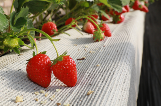 昌平头茬草莓新鲜上市，采摘期将持续至明年5月初中语文教资面试重点篇目