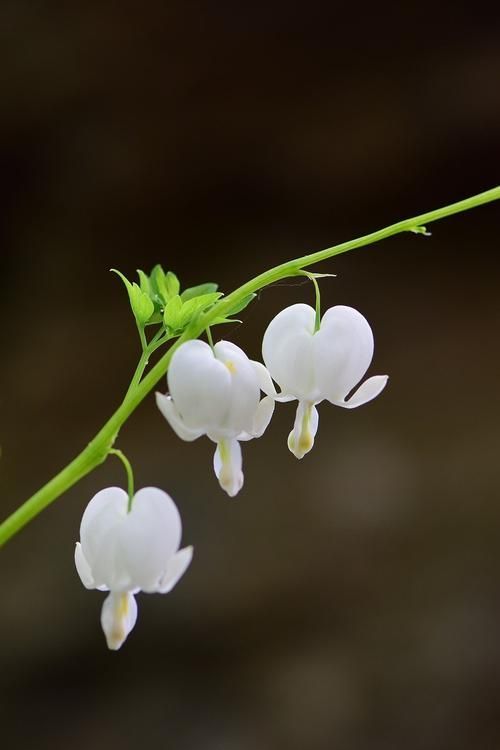四季贵宾:花中四季,如梦如歌
