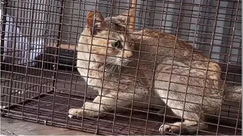 摊主透露,有人专门前来买羊油,然后将羊油与猫肉混杂一起,做成猫肉串