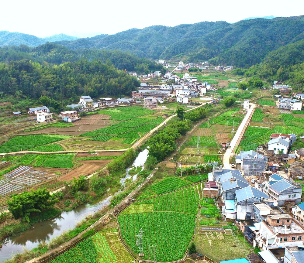 冬日梅菜香平远县上举镇文裕村梅菜丰收啦