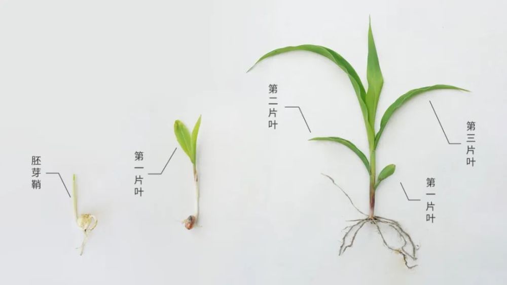 在觀察它的苗期生長過程中,與雙子葉作物最大的不同,是它的生長軌跡