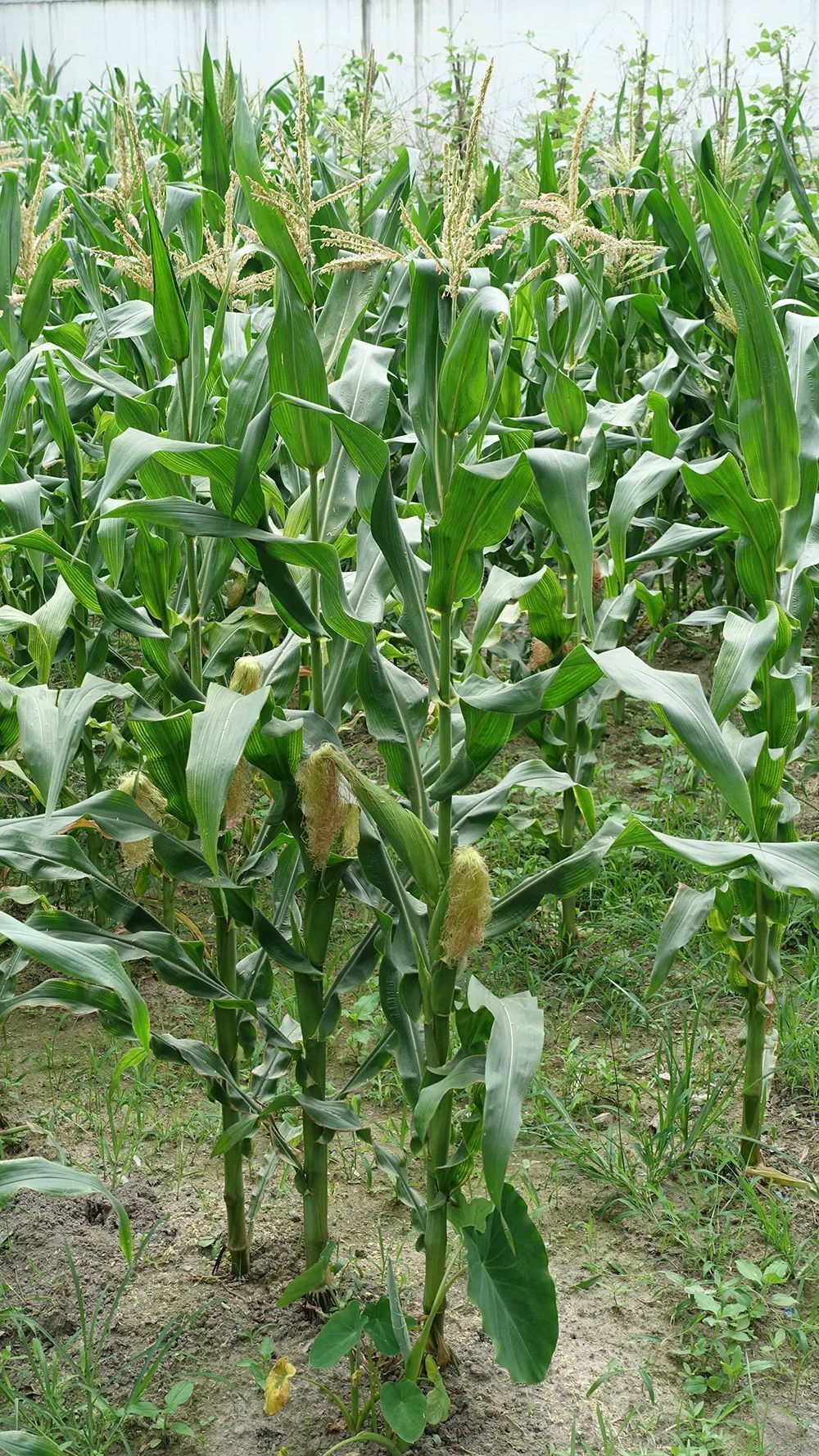 有时会收获串粉的玉米自耕农种玉米一般两种吃法,一是像蔬菜一样鲜食