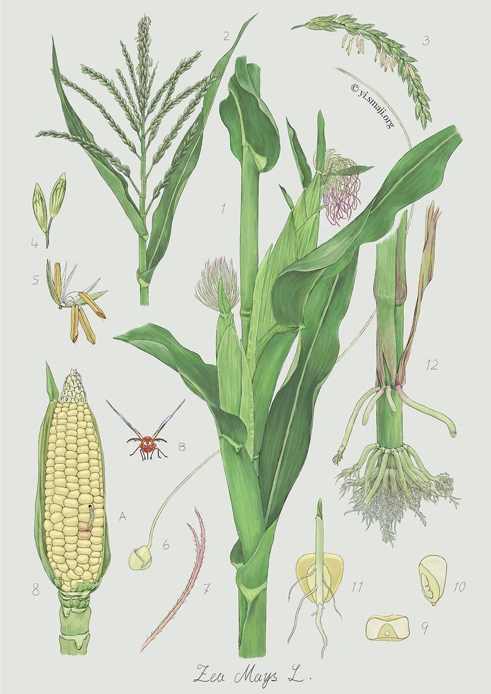 1.玉米植株果穗局部|2.雄花花序|3.一支雄花花轴|4.一对雄穗|5.