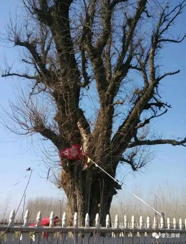 郯城县4株古树入选山东一级保护名录