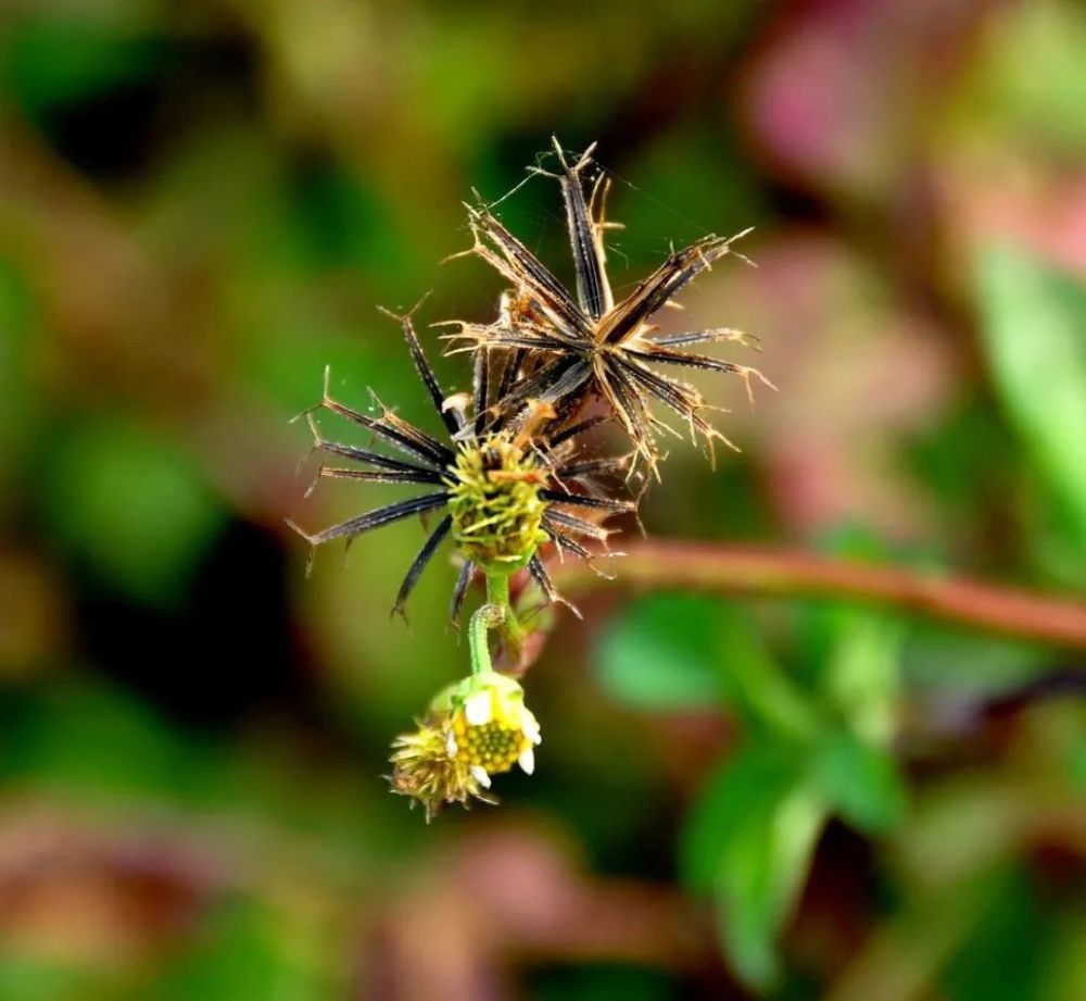 万物有灵|其貌不扬神通广——鬼针草_腾讯新闻