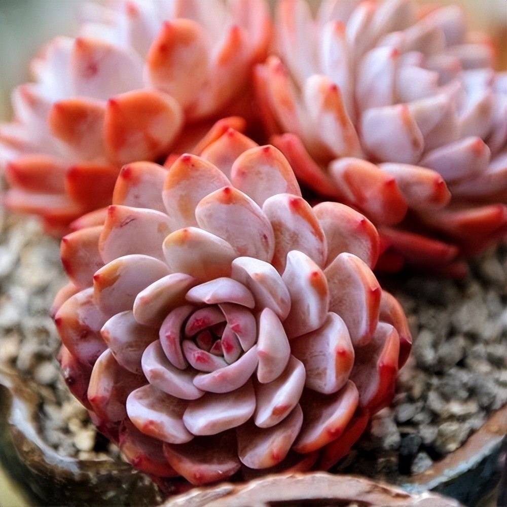 适合新手的多肉橙梦露,教你几个养护小技巧,叶片肥厚梦幻十足_腾讯