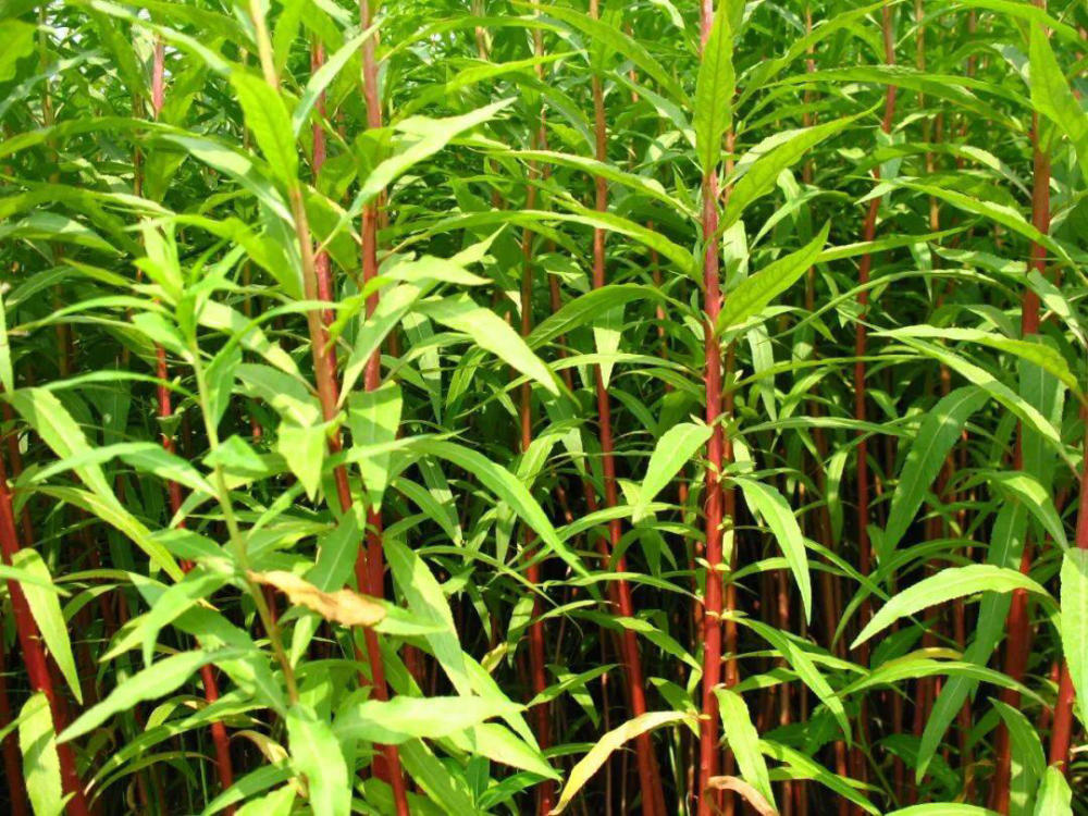 它就是"古蔺赶黄草".在大自然界,食物都是相生相克的.