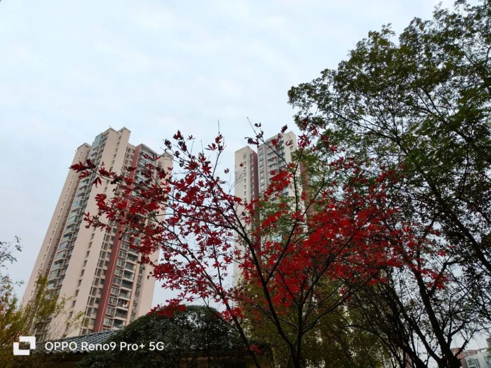 oppo reno9 pro 体验:没有短板的轻旗舰?_腾讯新闻