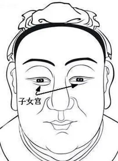 子女宫位于下眼睑处,面相中又称为泪堂.