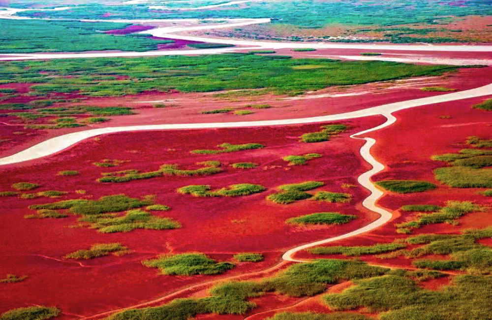 为一簇簇浪漫奇幻的"红地毯"大片翅碱蓬裹上红装黄河入海处湿地红毯