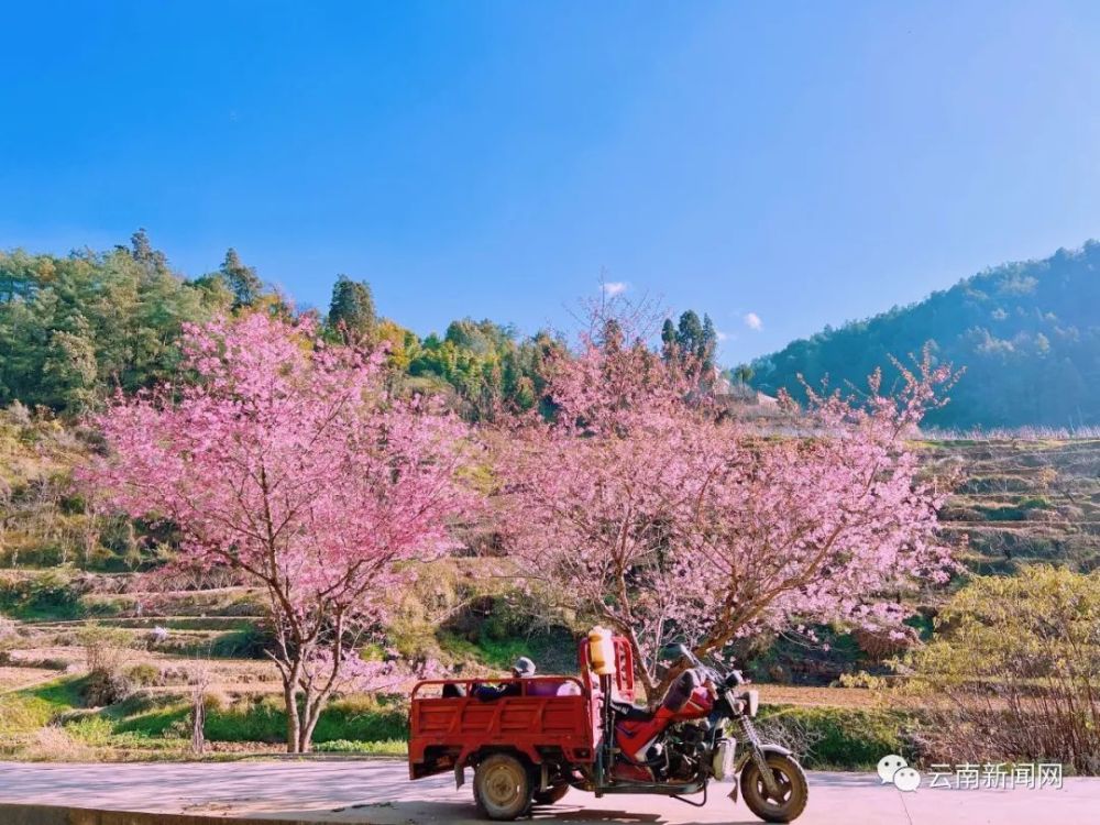 近日,昆明市五華區陡坡村的冬櫻花浪漫綻放,遠看道路兩旁,一樹一樹