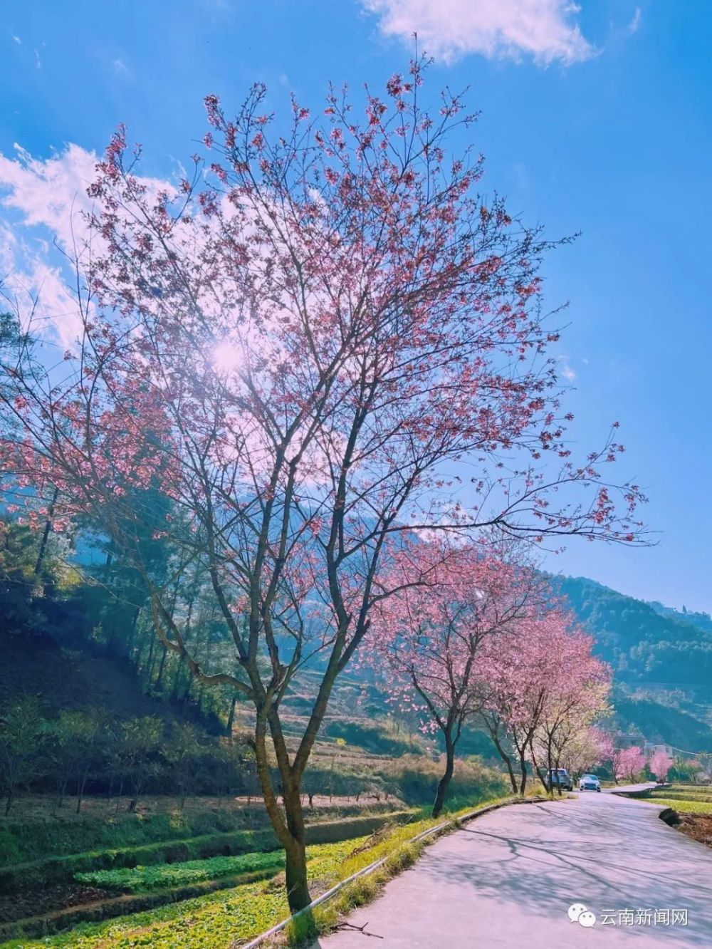 行摄云南陡坡村冬樱粉与昆明蓝在乡野邂逅