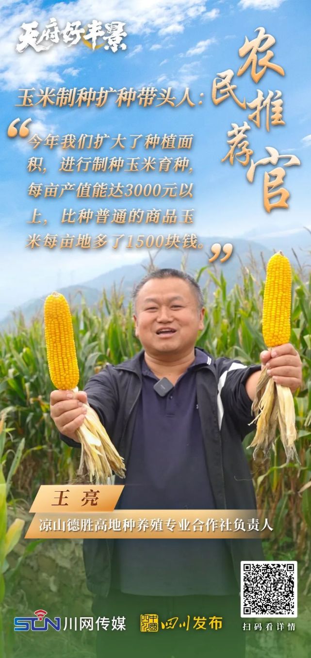 农民推荐官玉米制种扩种带头人我们的制种玉米每亩产值达3000元以上