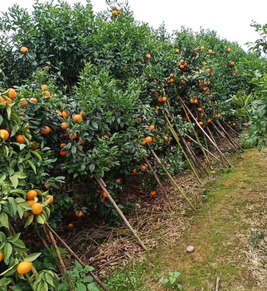 产业带动就业,越来越多的田地被开垦成沃柑园,越来越多的离乡务工者